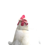 @Gamer_offYT