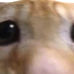 @Muzy_fn