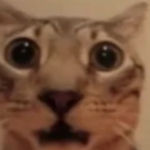 @NoobBlx