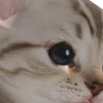 @AvordX