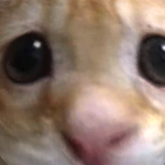 @assasinaus
