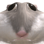 rat