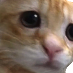 @jedisyd