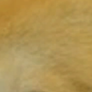 GC_Doge