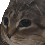 Gato_Nildo