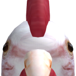 @DutchDucko