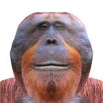 @beev2014