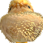 Schaap