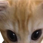 Bergconnor