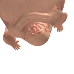 @mascuuline