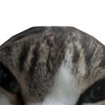 @CAXESL