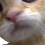 darrenotalora's avatar