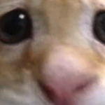 @MalvexTV