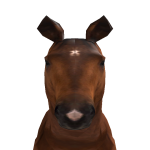 @Canteringhorse28