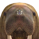 @hamstersanic