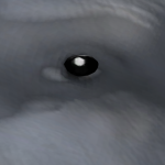 @RedPandarsoqt