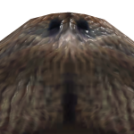 @platypusthingz