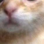 @turtle_slothboo