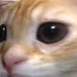 @vvsfrr
