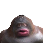 @Alfiefallon2020
