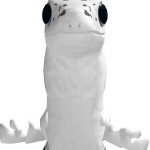 shrimpy
