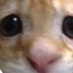 @kawaiiBerryWaffle3
