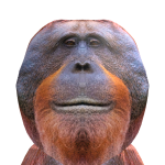 @LittleOrange22