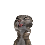 @kalyeedissette17