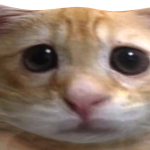 @haplers