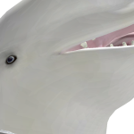 @SharkDog5500