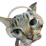 @preciosaalicorn