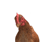 @Ho4h1