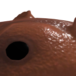 @T0T4LLYN0TM0LS