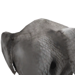 @OldElephant4