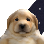 @nicolasxd511