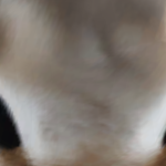 @kejejdjdss
