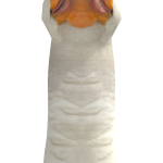 @OFICIAL_PINGUIM