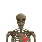 @skeletonbones56