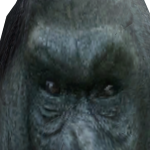 @everseenstarsalign