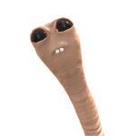 @vudsveds