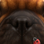 @DinozorPlays