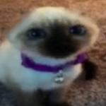 @shndr1t