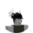 CleverCat31