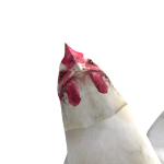 jelle_noob2010