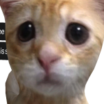 @spaceypolcat