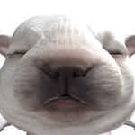 @leahlikeslemonss