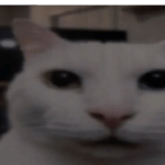 @Surviv_r