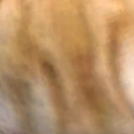 @cutelovingdoge