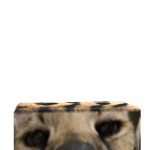 @dandy_sir