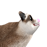 FOXY